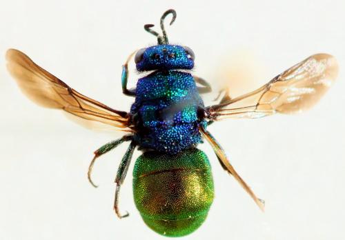 Réf. 185 257 : Hedychrum niemelai